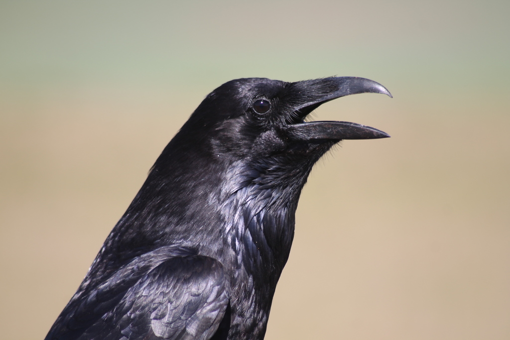 Southwestern Common Raven from Manzanillo, Col., México on January 22 ...