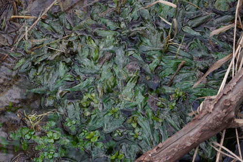 Image of Cryptocoryne wendtii by (c) Patrick Hacker, some rights reserved (CC BY)