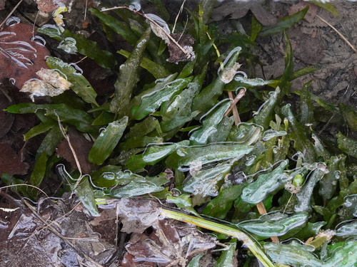 Cryptocoryne wendtii, photograph 2