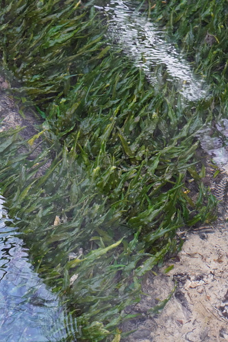 Cryptocoryne wendtii, photograph 5