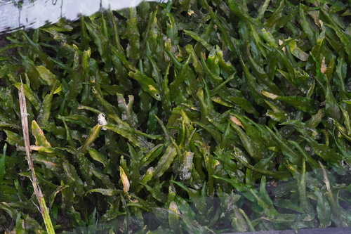 Wendt's Water Trumpet (Cryptocoryne wendtii)