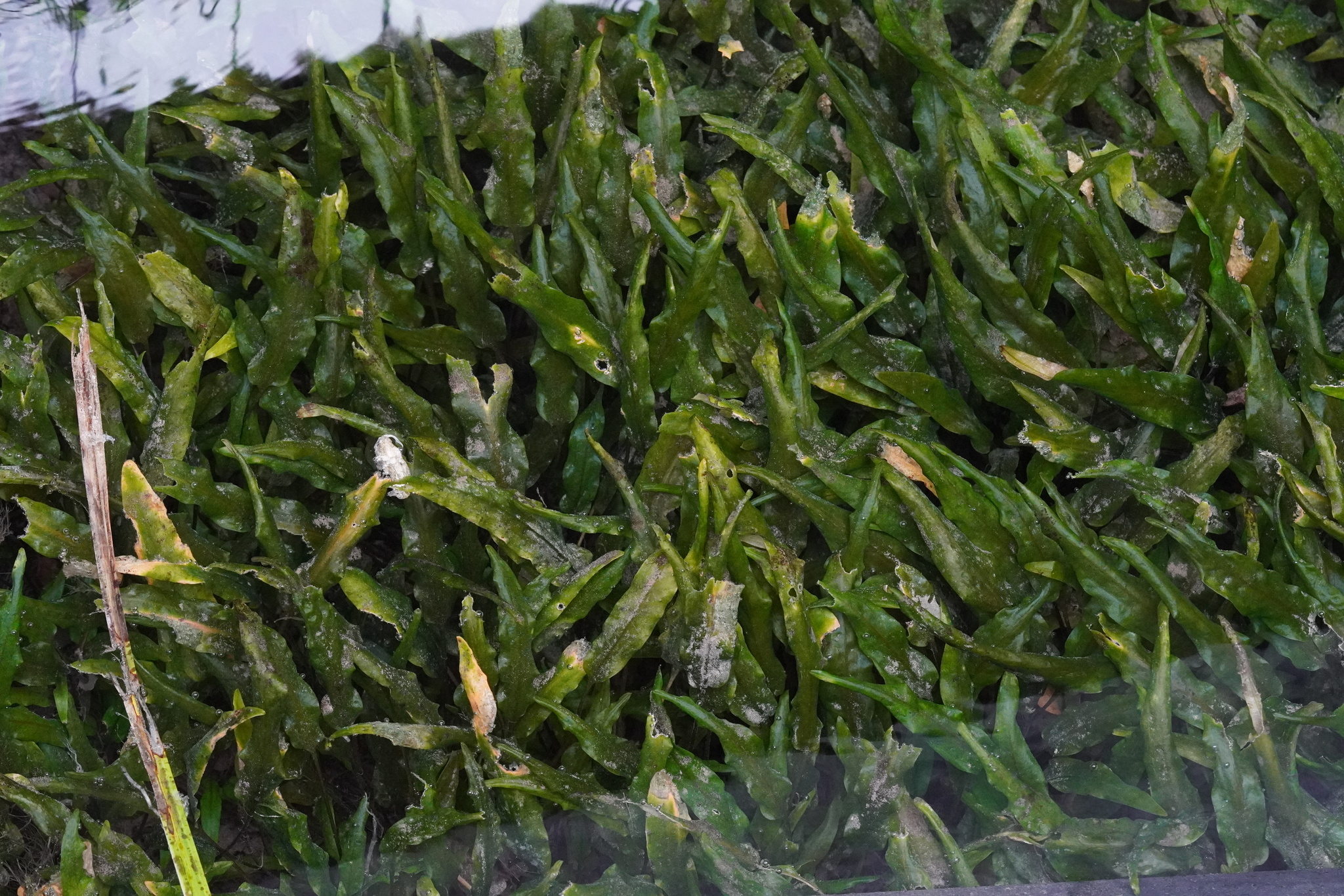 Wendt's Water Trumpet (Cryptocoryne wendtii)