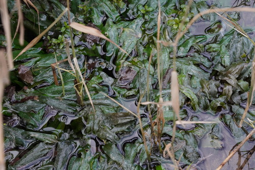 Cryptocoryne wendtii, photograph 4