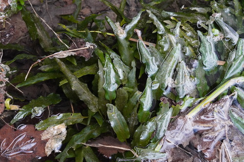 Cryptocoryne wendtii, photograph 1