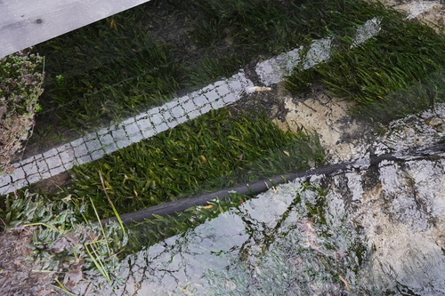 Image of Cryptocoryne wendtii by (c) Patrick Hacker, some rights reserved (CC BY)