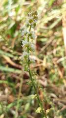 Sesamoides suffruticosa