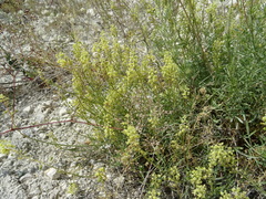Reseda lutea