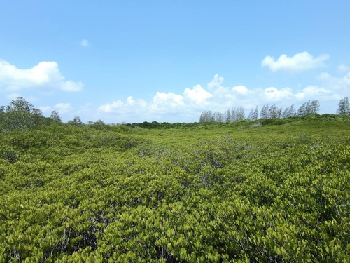Ceriops decandra observed 2025-01-22