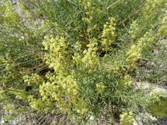 Reseda lutea