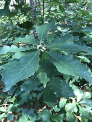 Quercus prinoides