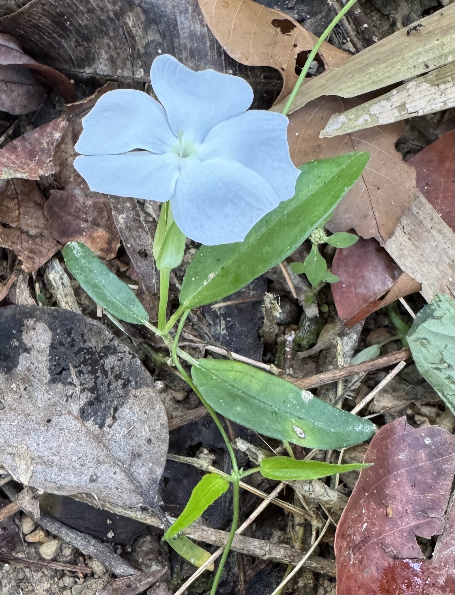 Thunbergia fragrans (Thunbergia fragrans)