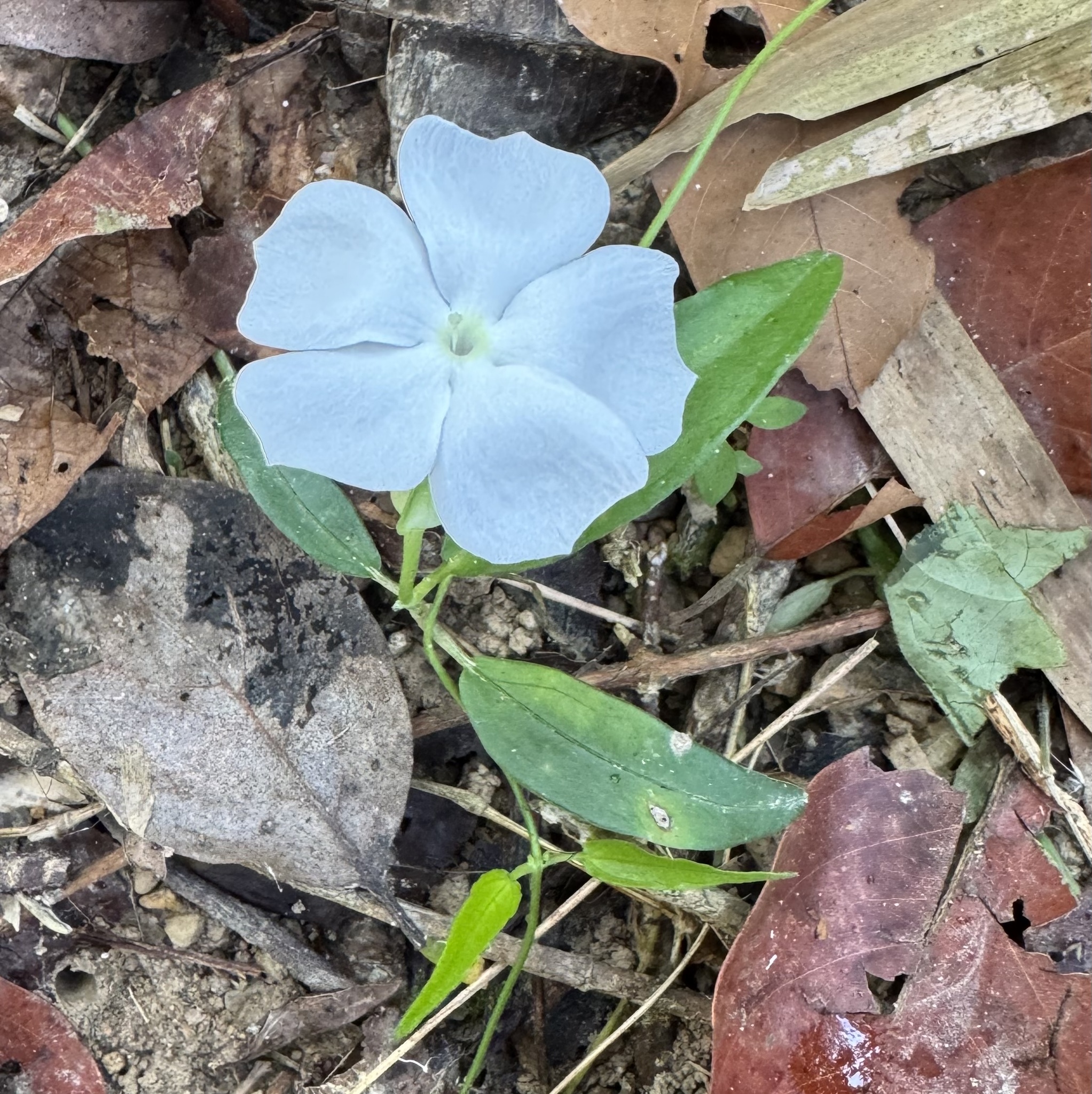 Thunbergia fragrans — ảnh 2