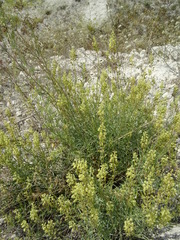 Reseda lutea