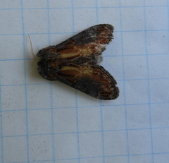 Notodonta scitipennis