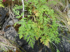 Conioselinum