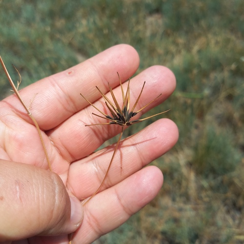 Starry shepherd's needle (Scandix stellata)