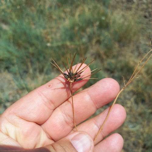 Scandix stellata