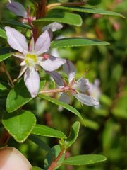 Agathosma crenulata