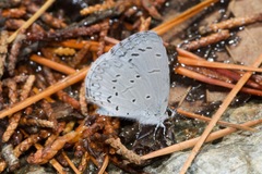 Celastrina echo cinerea