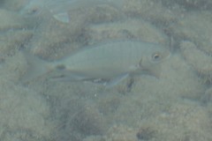 Diplodus bermudensis