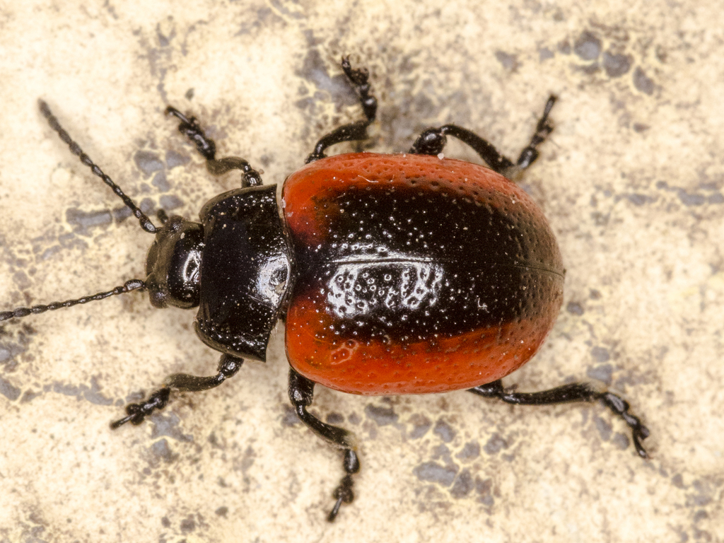Chrysolina mactata