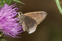 Cogia caicus