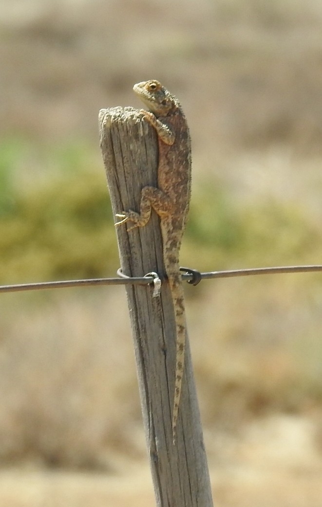 Agama aculeata aculeata Merrem, 1820