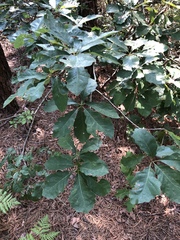 Quercus prinoides