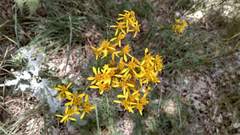 Jacobaea adonidifolia