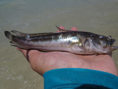 Porichthys