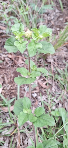 Foto de Carrapicho-de-carneiro