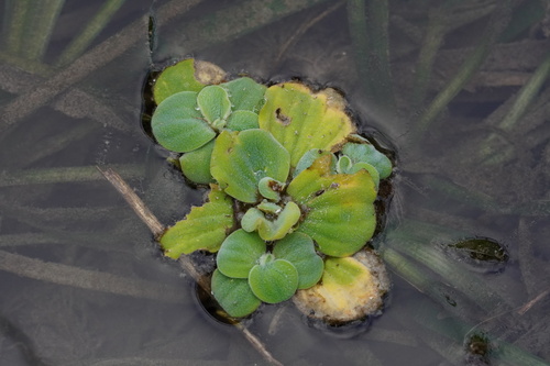 Pistia stratiotes
