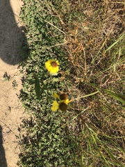 Helenium flexuosum