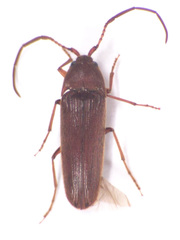 Eucnemidae
