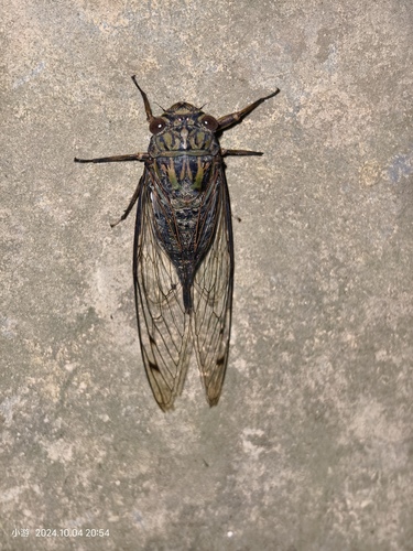 Priest Cicada