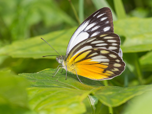 Cepora timnatha