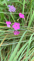 Phlox glaberrima interior