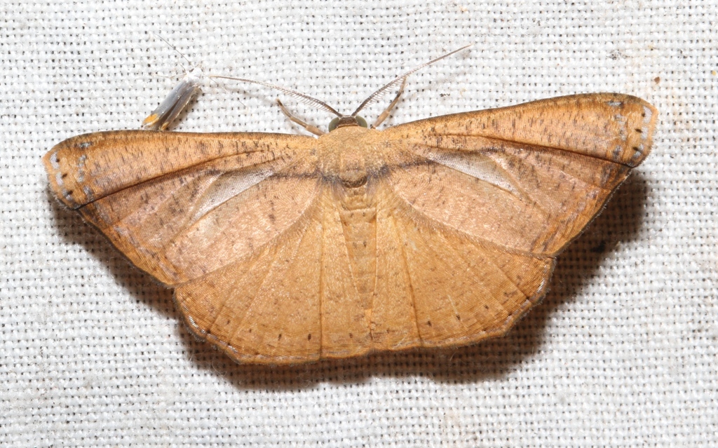 Molybdophora concinnularia