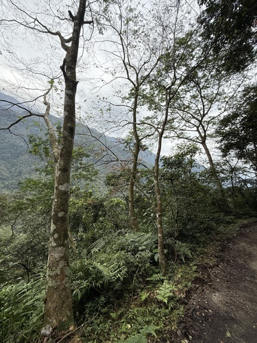 Foto de Olmo-japonês