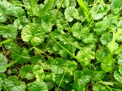 Glechoma hederacea