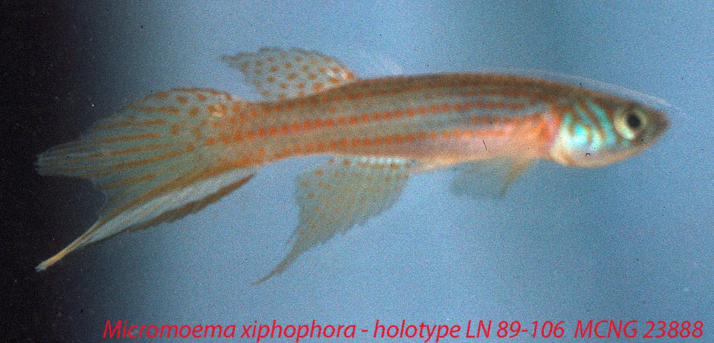 Sword pearlfish (Micromoema xiphophora) — Rivulidae