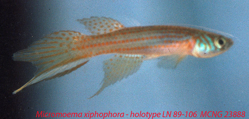 Sword pearlfish (Micromoema xiphophora) — Rivulidae