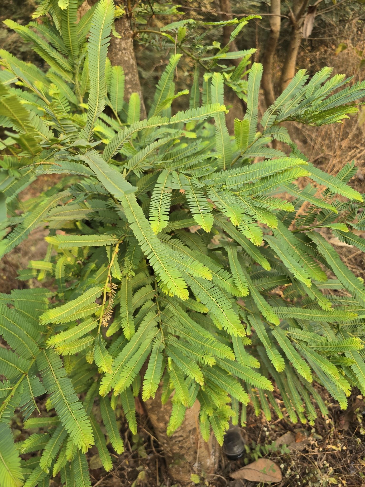 Imagem de Amla