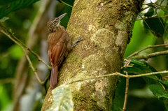 Xiphorhynchus guttatus