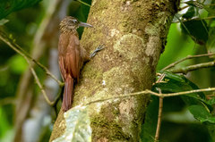 Xiphorhynchus guttatus