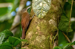 Xiphorhynchus guttatus