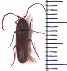 Eucnemidae