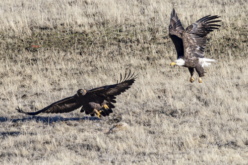 Golden Eagle photographed in Oregon