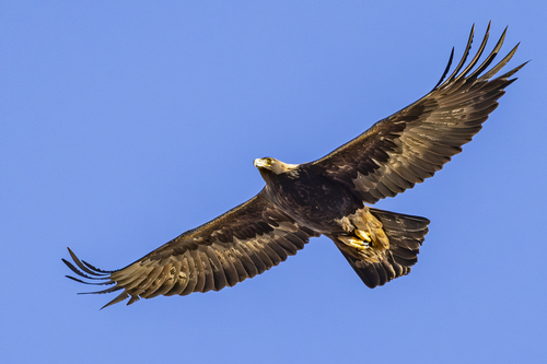 Golden eagle