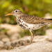 Spotted Sandpiper - Photo (c) Jason Headley, some rights reserved (CC BY-NC), uploaded by Jason Headley